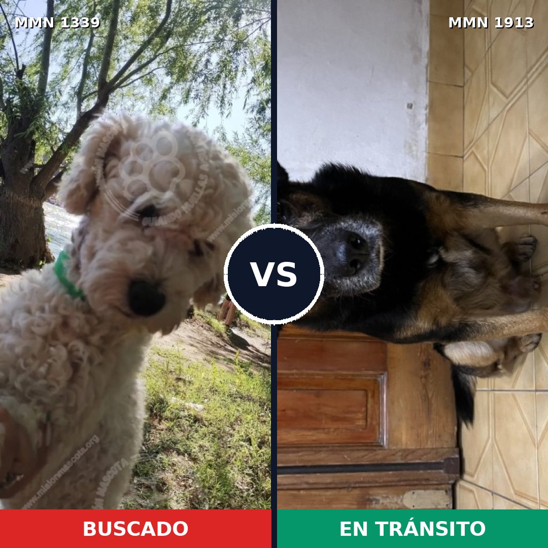Comparativa MMS 41182: mascota perdida y mascota encontrada, 40% de similitud