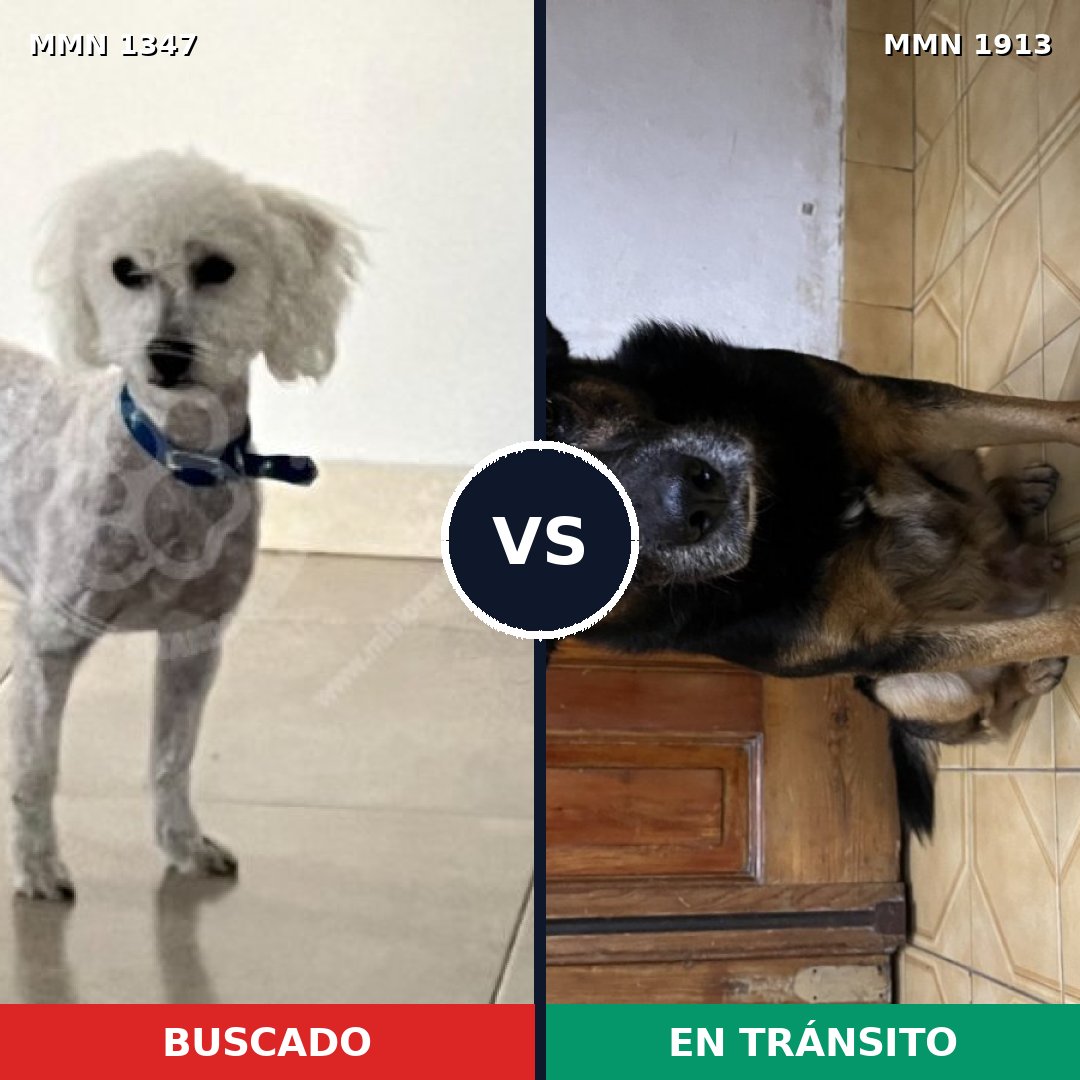 Comparativa MMS 41183: mascota perdida y mascota encontrada, 42% de similitud
