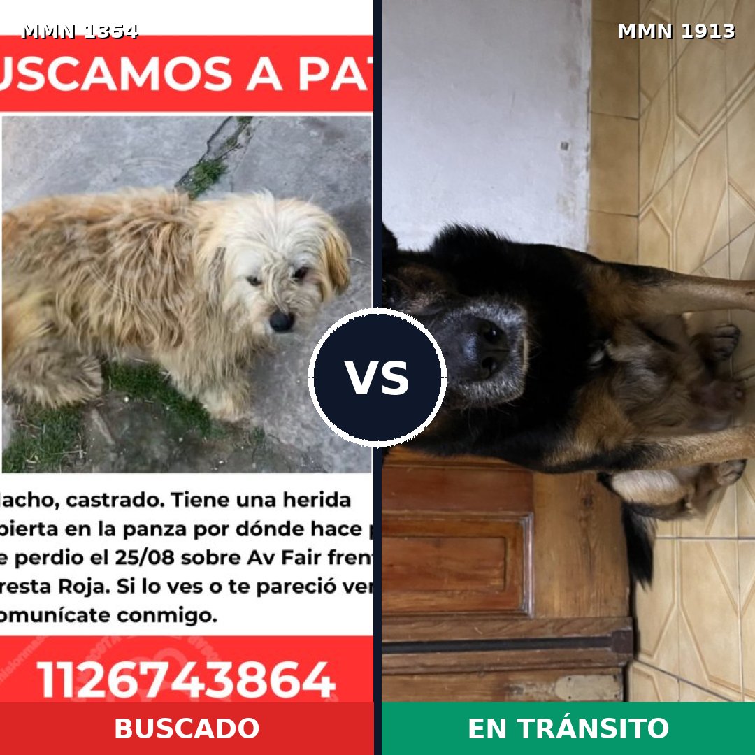 Comparativa MMS 41184: mascota perdida y mascota encontrada, 78% de similitud
