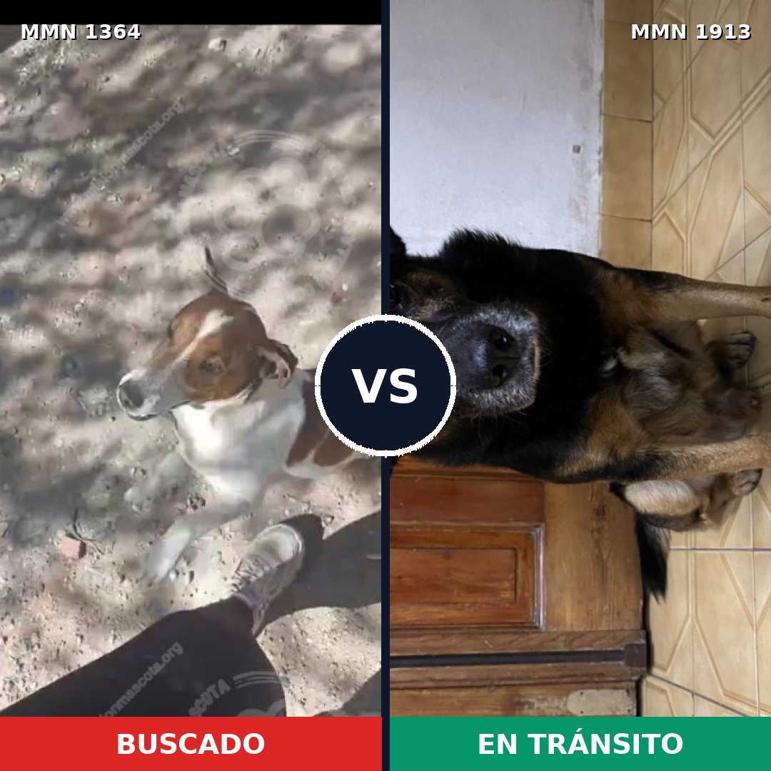 Comparativa MMS 41185: mascota perdida y mascota encontrada, 37% de similitud