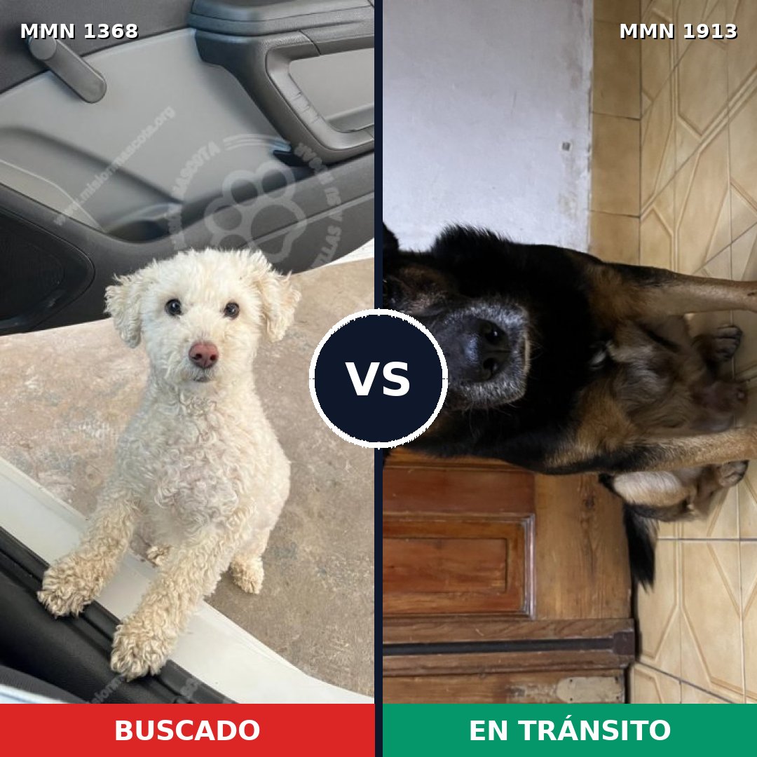 Comparativa MMS 41186: mascota perdida y mascota encontrada, 46% de similitud