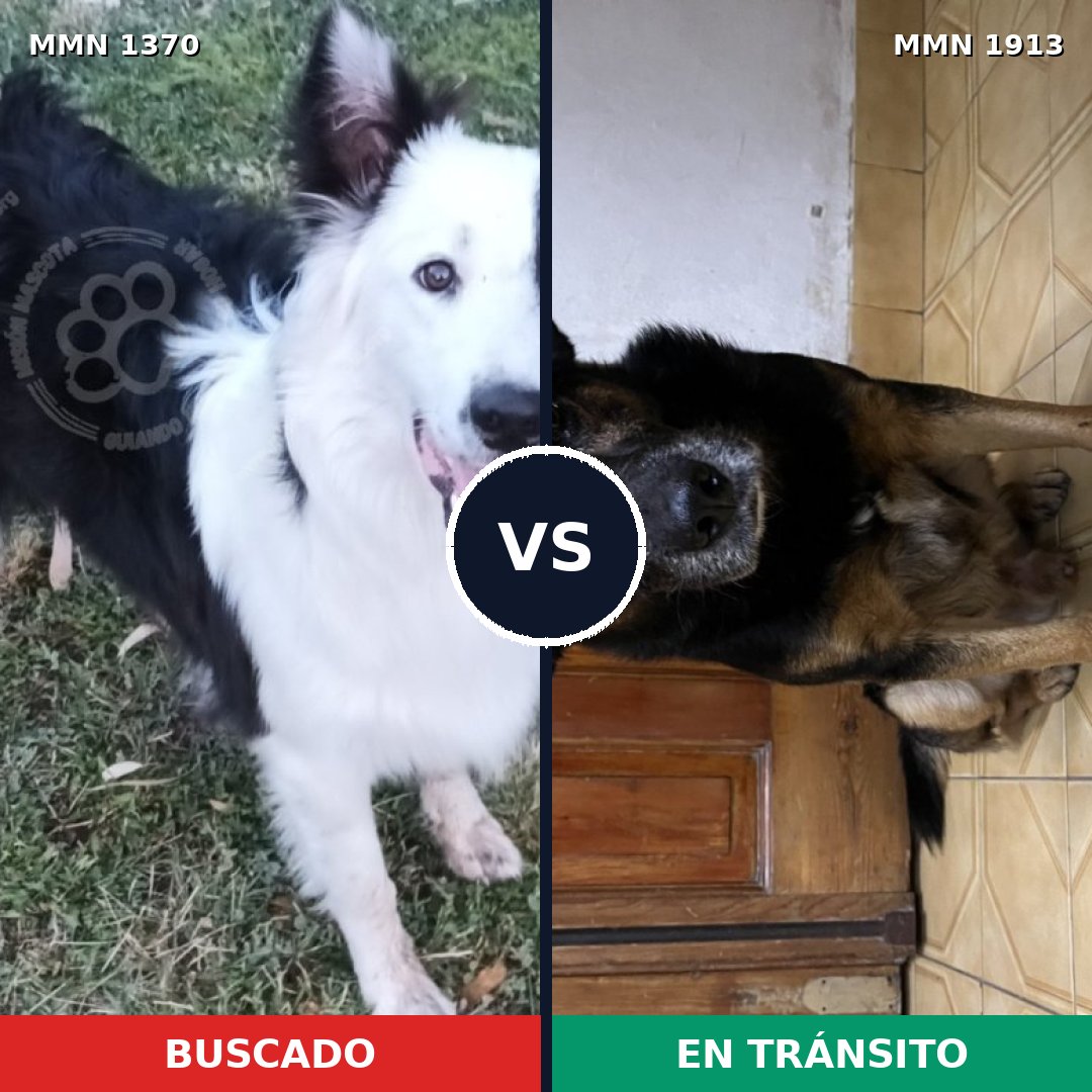 Comparativa MMS 41187: mascota perdida y mascota encontrada, 43% de similitud