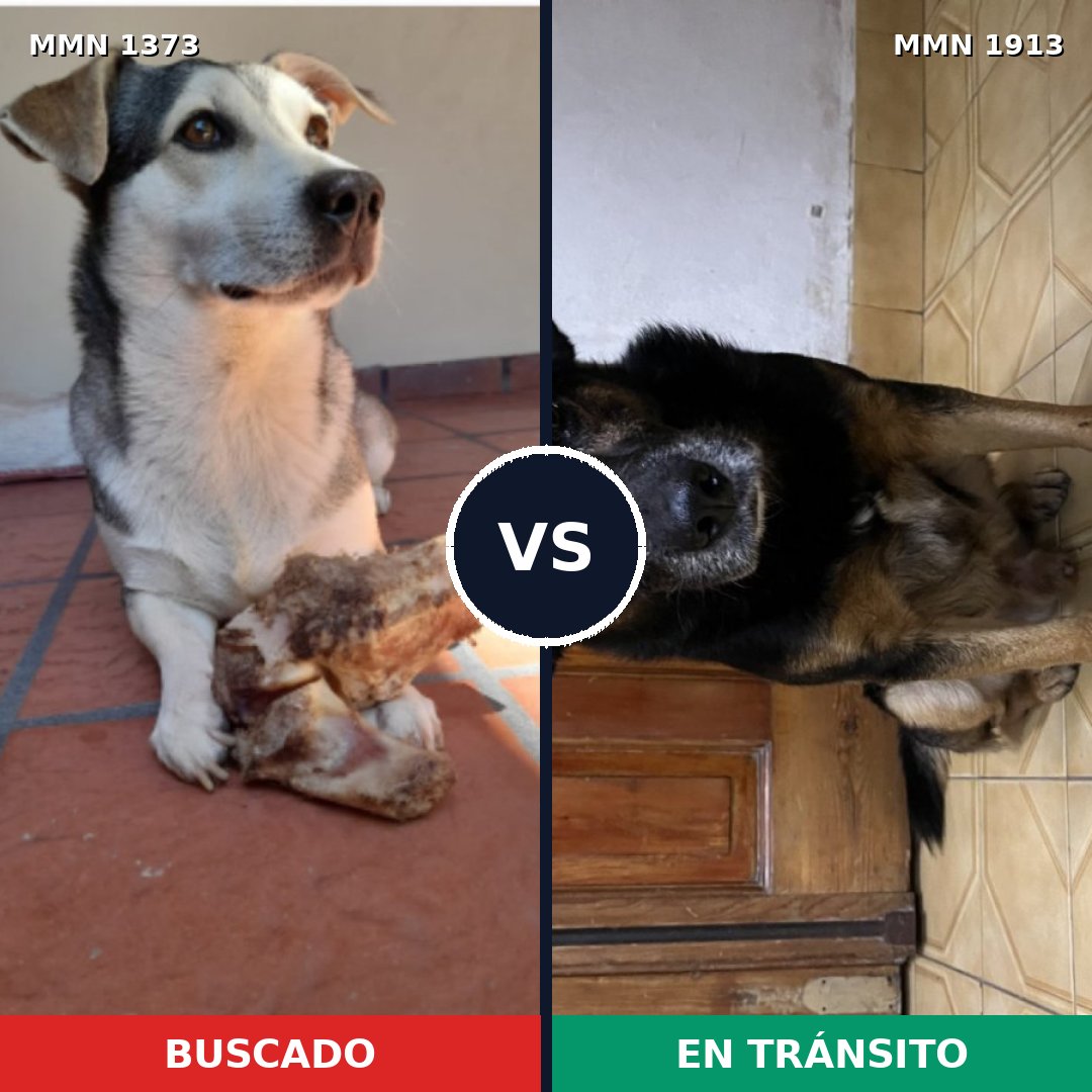 Comparativa MMS 41188: mascota perdida y mascota encontrada, 72% de similitud