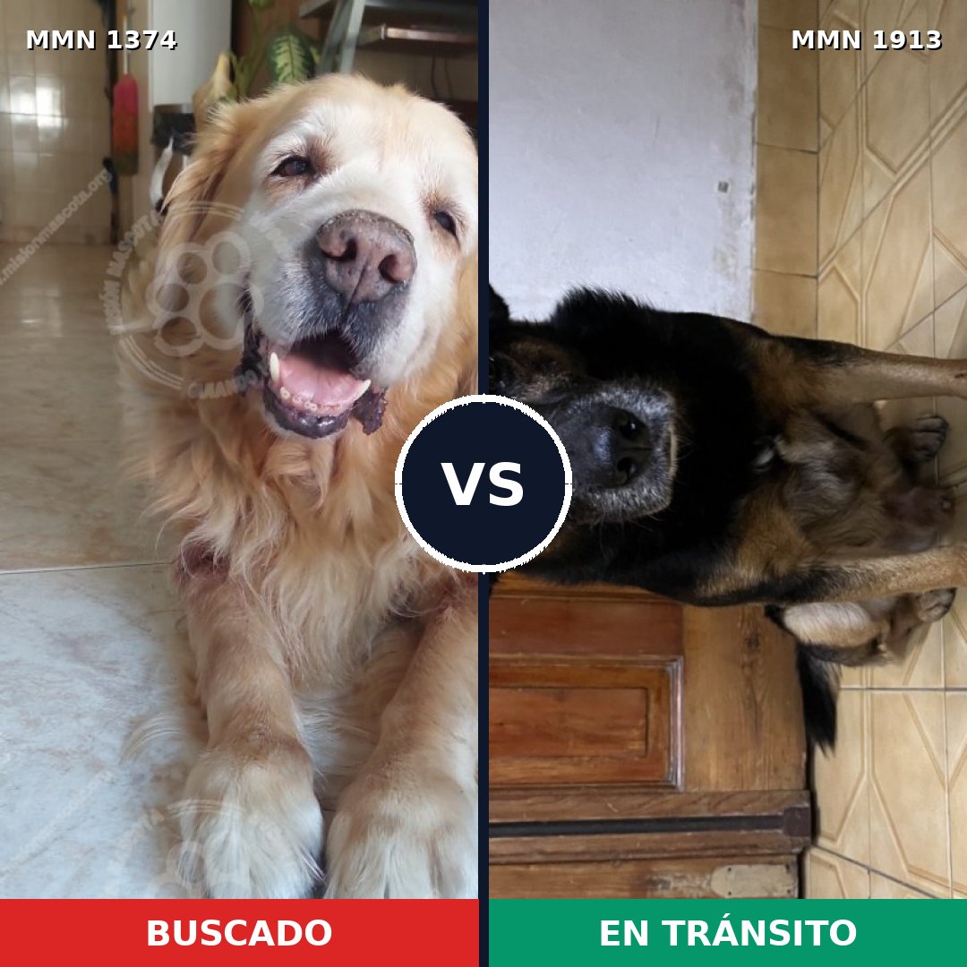 Comparativa MMS 41189: mascota perdida y mascota encontrada, 45% de similitud