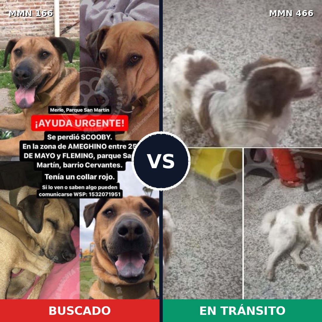 Comparativa MMS 4119: mascota perdida y mascota encontrada, 21% de similitud
