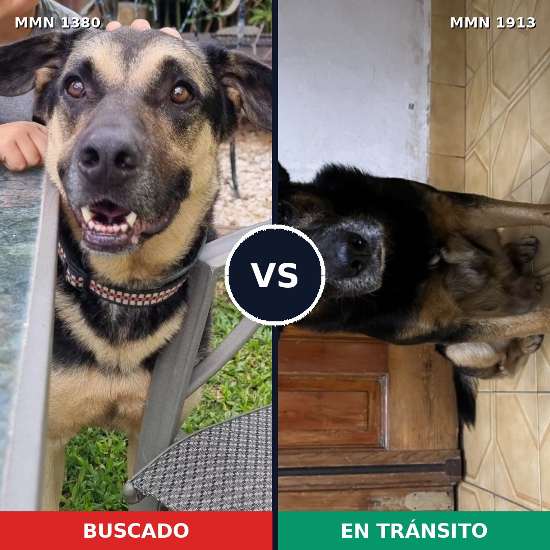 Comparativa MMS 41191: mascota perdida y mascota encontrada, 71% de similitud