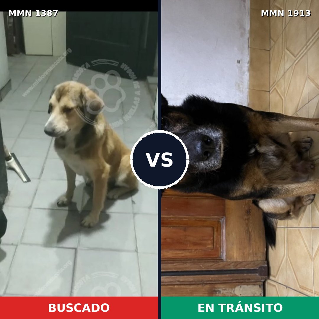 Comparativa MMS 41193: mascota perdida y mascota encontrada, 69% de similitud