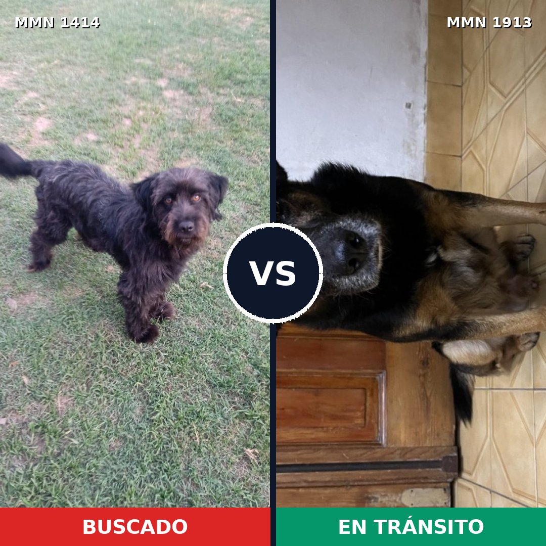 Comparativa MMS 41195: mascota perdida y mascota encontrada, 52% de similitud