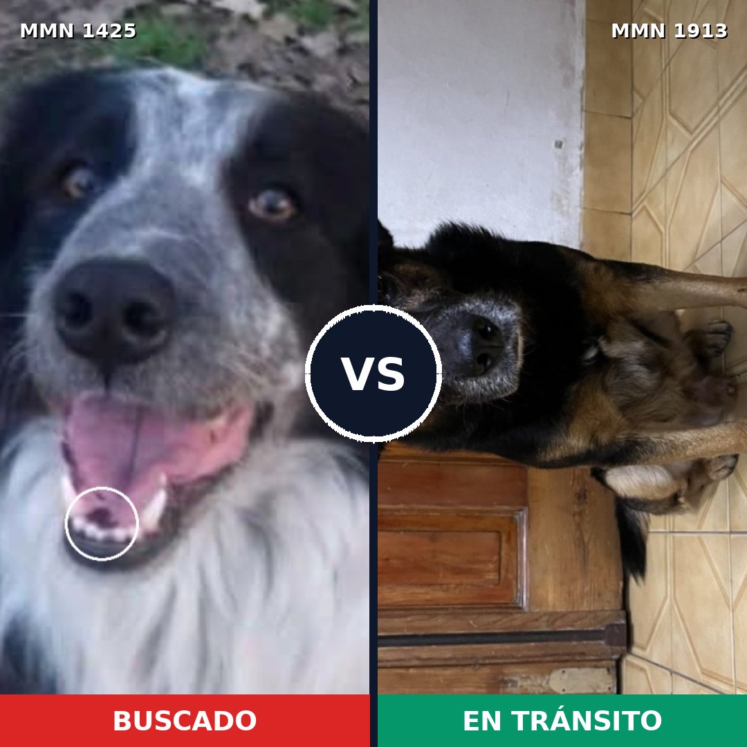 Comparativa MMS 41197: mascota perdida y mascota encontrada, 51% de similitud