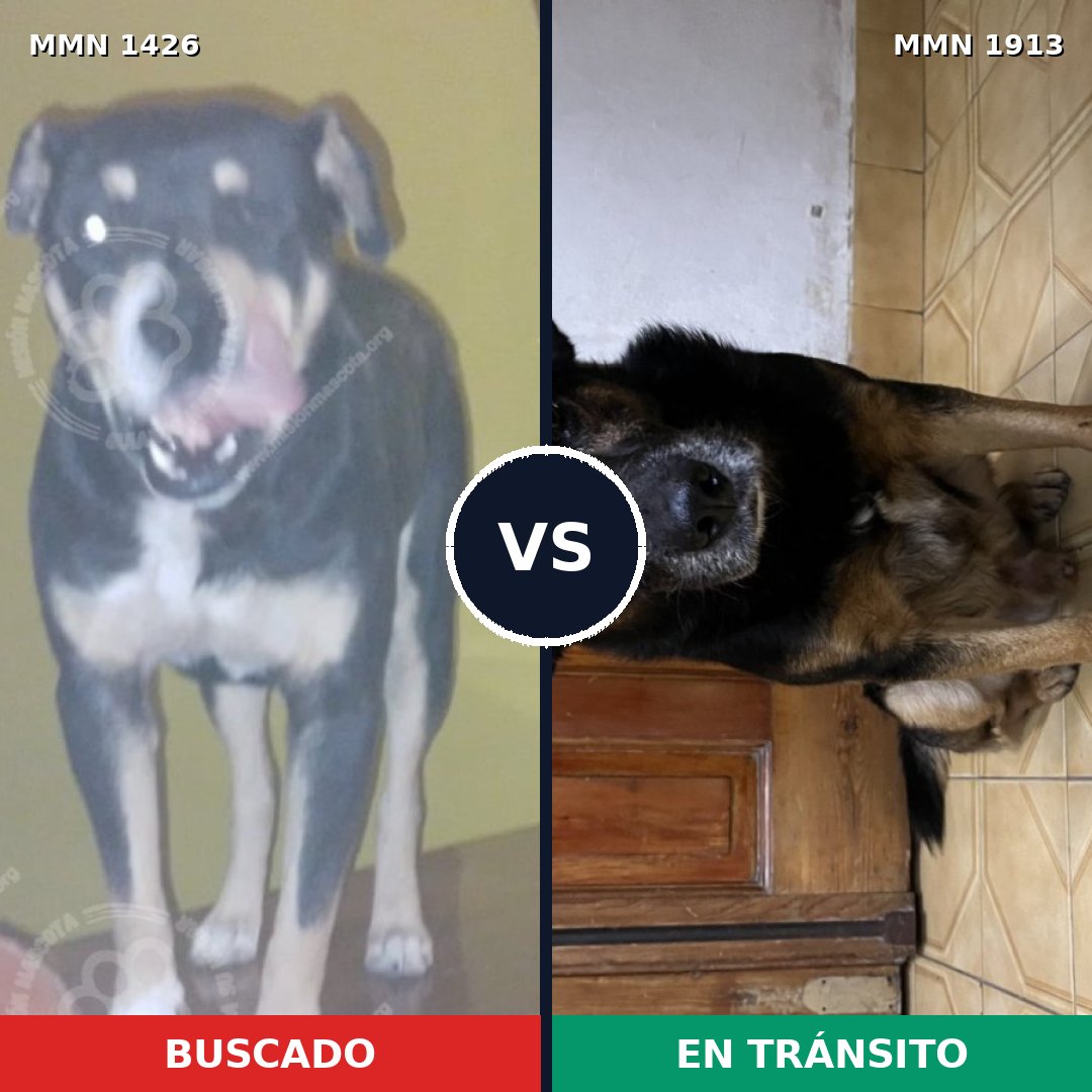 Comparativa MMS 41198: mascota perdida y mascota encontrada, 91% de similitud