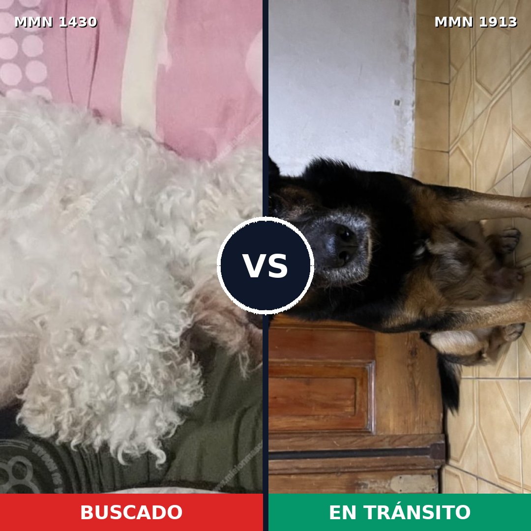 Comparativa MMS 41199: mascota perdida y mascota encontrada, 53% de similitud