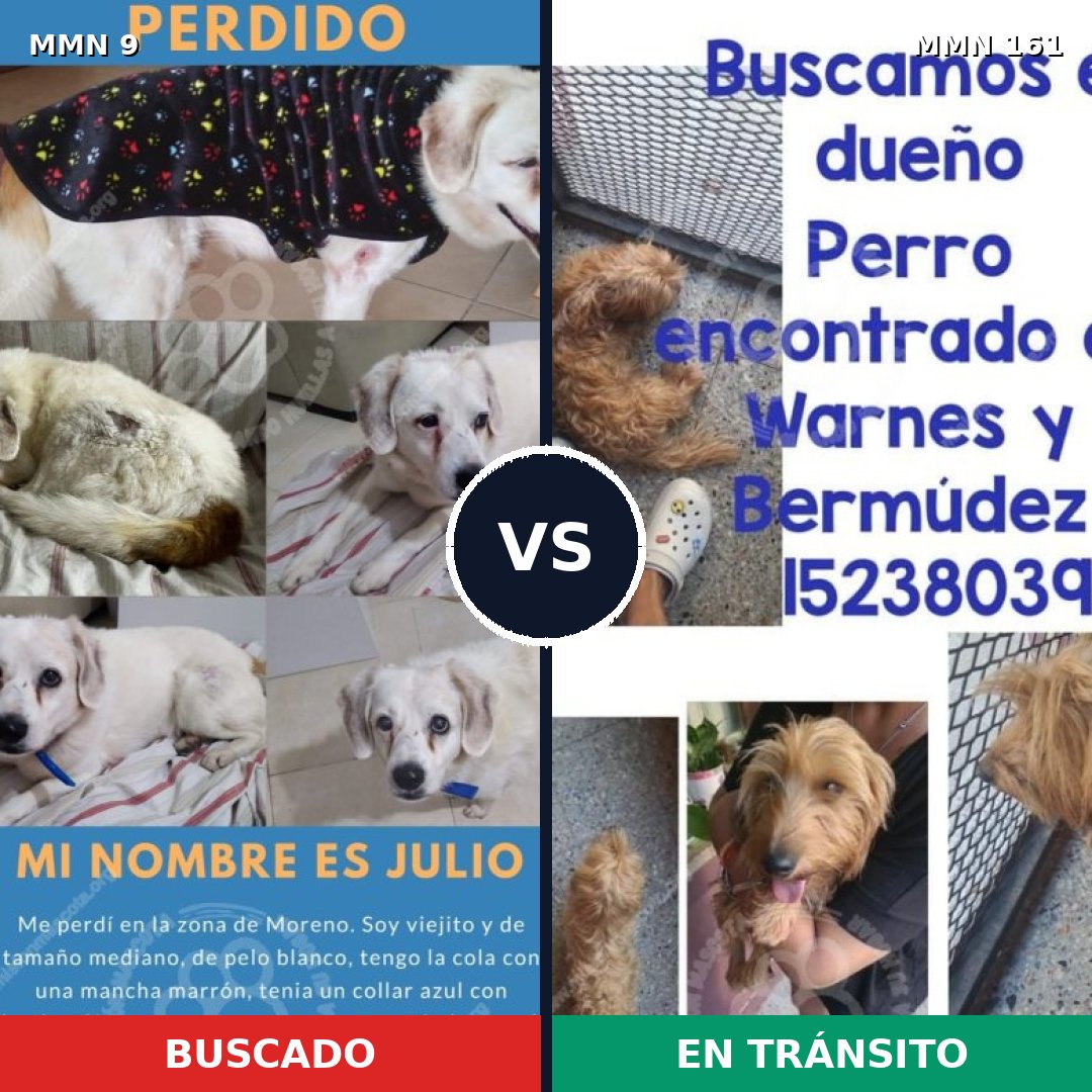 Comparativa MMS 412: mascota perdida y mascota encontrada, 70% de similitud