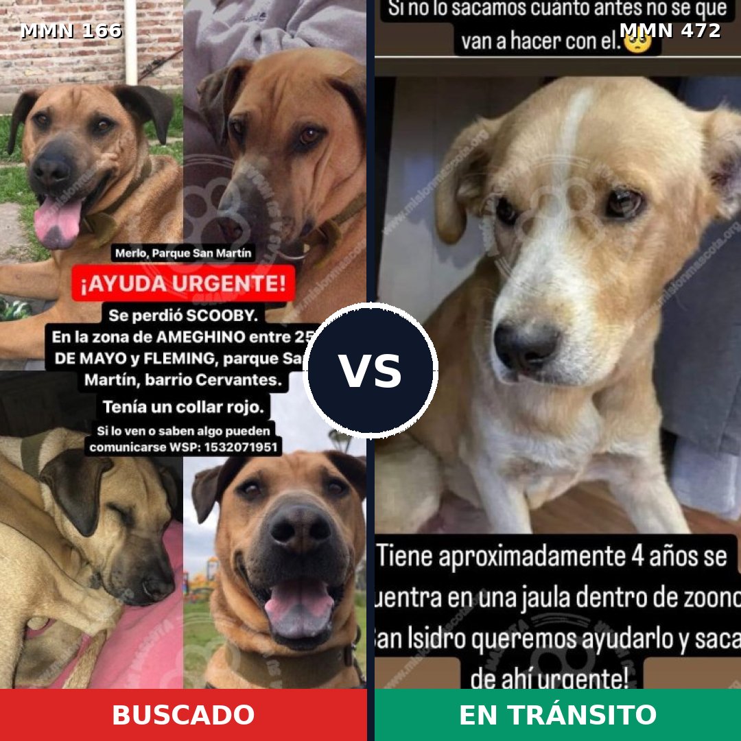 Comparativa MMS 4120: mascota perdida y mascota encontrada, 11% de similitud