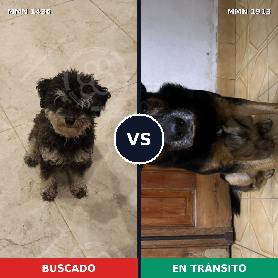 Comparativa MMS 41201: mascota perdida y mascota encontrada, 69% de similitud