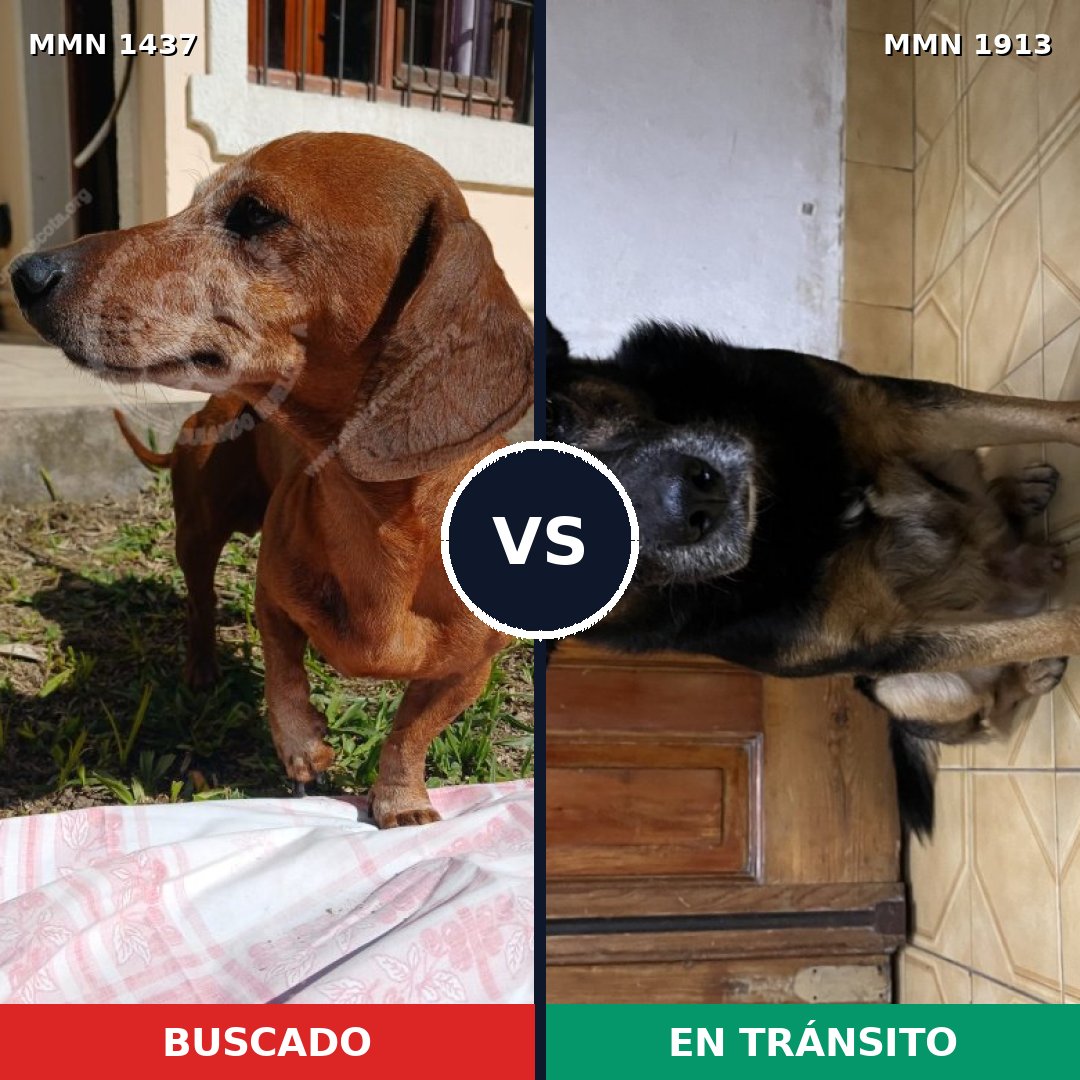 Comparativa MMS 41202: mascota perdida y mascota encontrada, 37% de similitud
