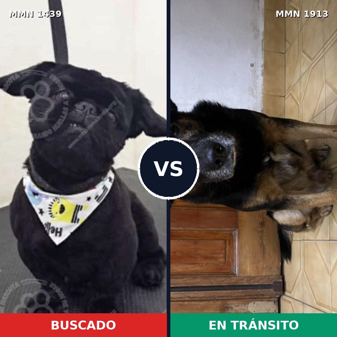 Comparativa MMS 41203: mascota perdida y mascota encontrada, 35% de similitud