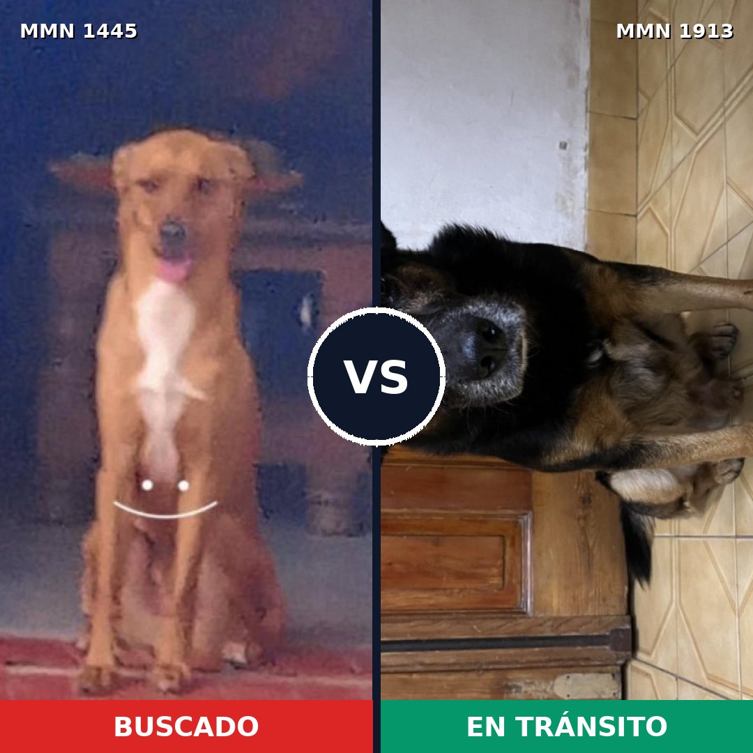 Comparativa MMS 41204: mascota perdida y mascota encontrada, 80% de similitud