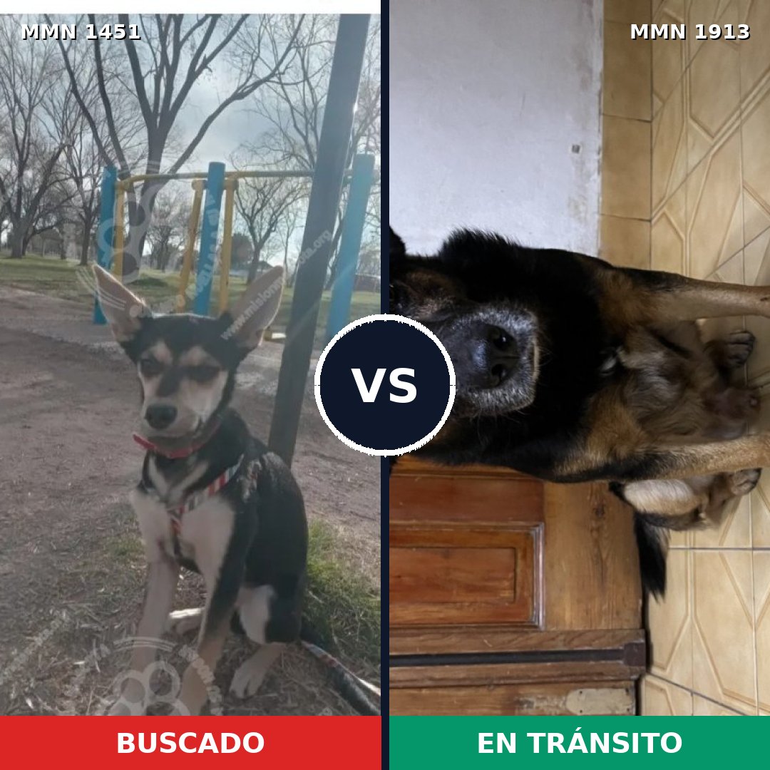 Comparativa MMS 41205: mascota perdida y mascota encontrada, 87% de similitud