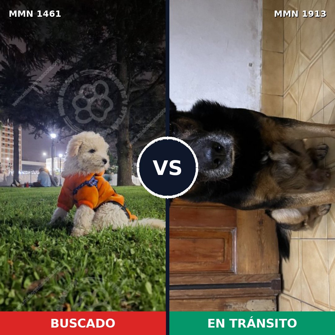 Comparativa MMS 41207: mascota perdida y mascota encontrada, 40% de similitud