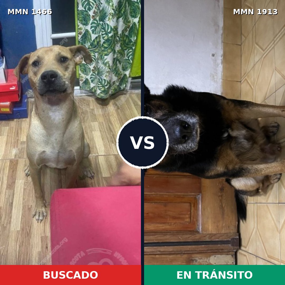 Comparativa MMS 41208: mascota perdida y mascota encontrada, 83% de similitud