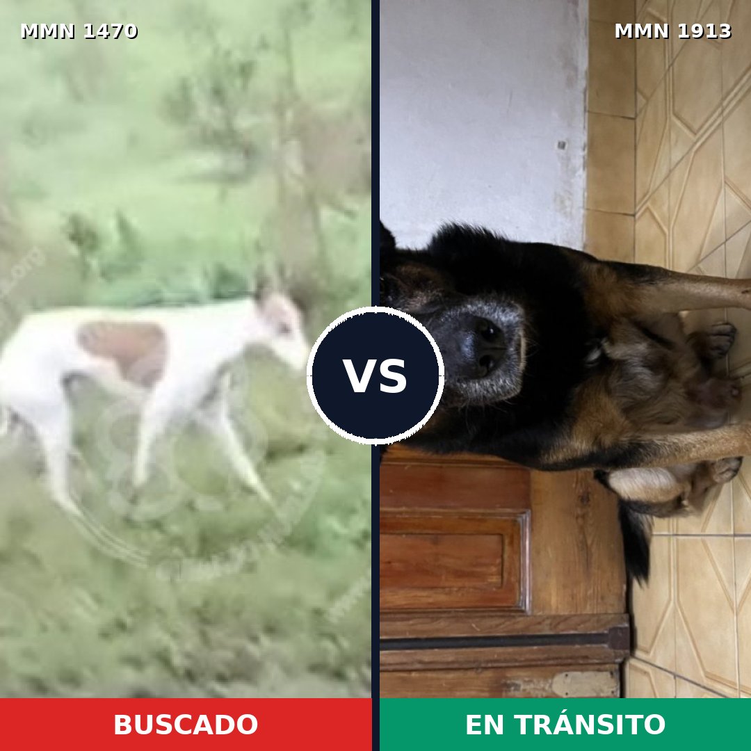 Comparativa MMS 41209: mascota perdida y mascota encontrada, 57% de similitud