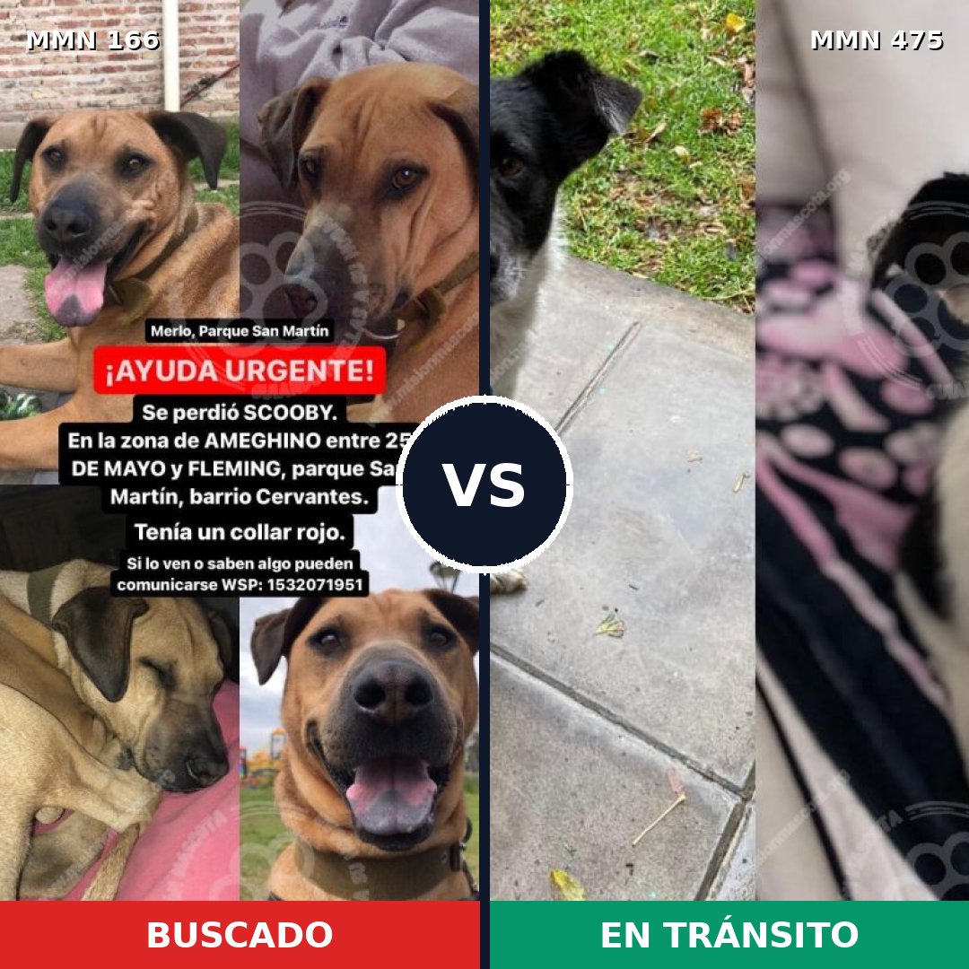 Comparativa MMS 4121: mascota perdida y mascota encontrada, 12% de similitud