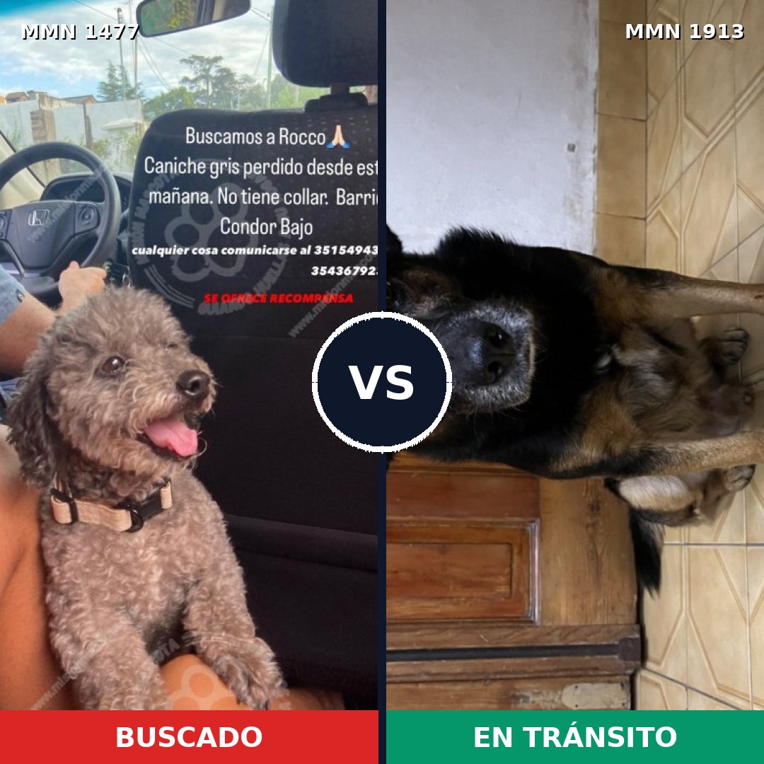 Comparativa MMS 41210: mascota perdida y mascota encontrada, 32% de similitud