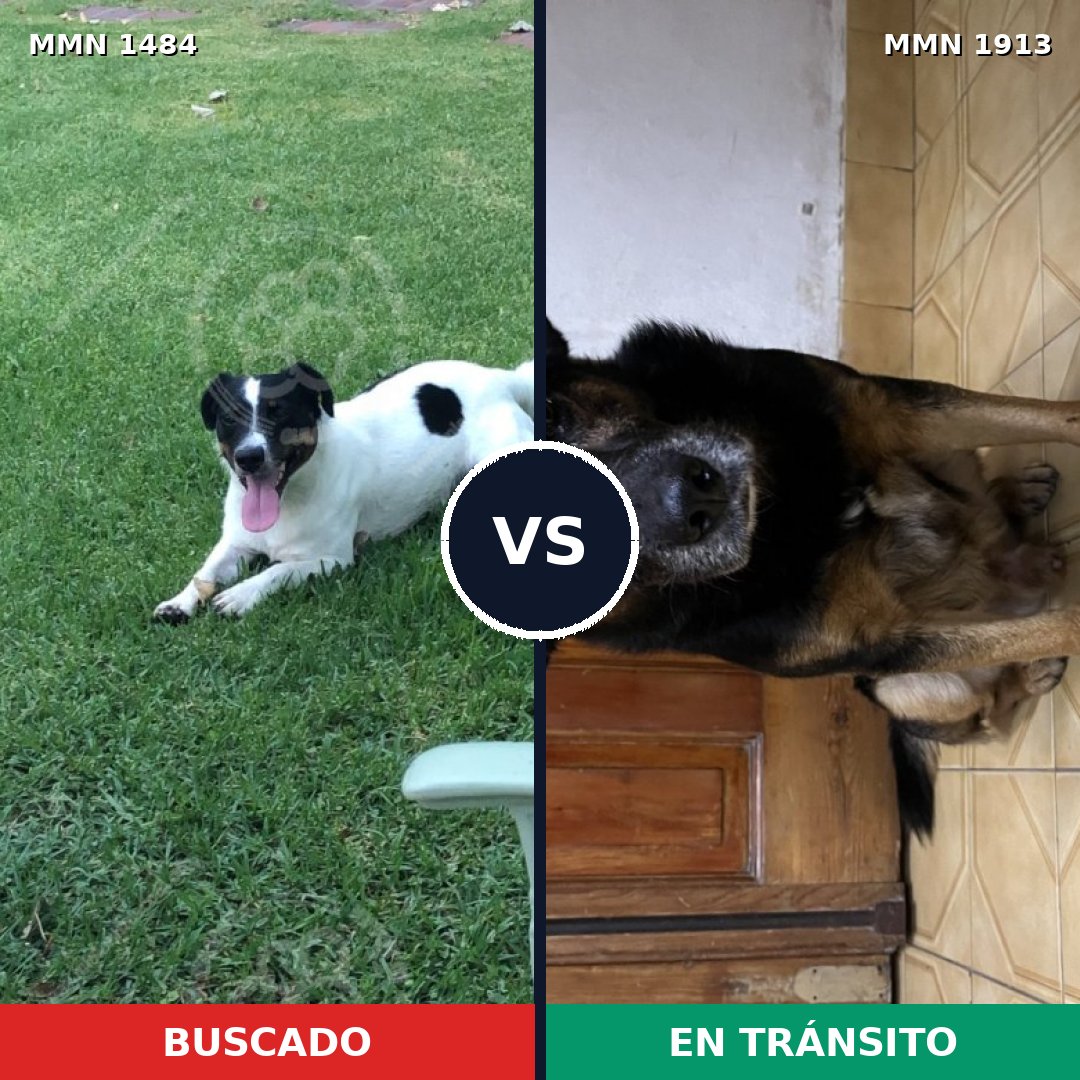 Comparativa MMS 41211: mascota perdida y mascota encontrada, 51% de similitud