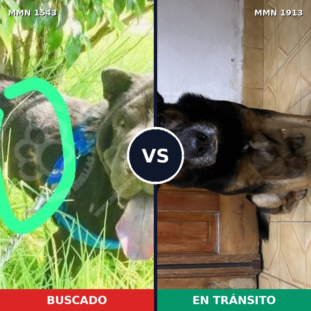 Comparativa MMS 41214: mascota perdida y mascota encontrada, 52% de similitud