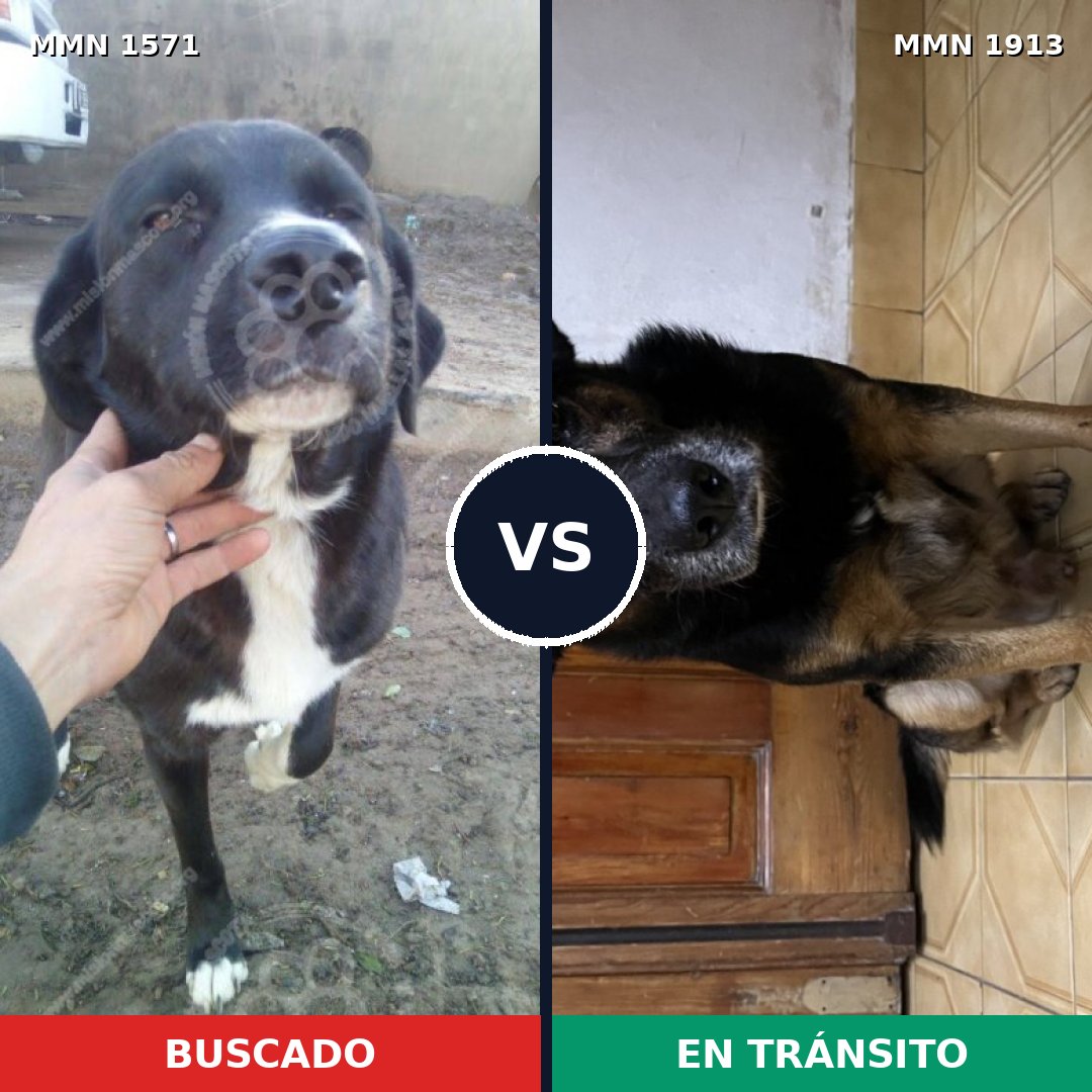 Comparativa MMS 41215: mascota perdida y mascota encontrada, 77% de similitud