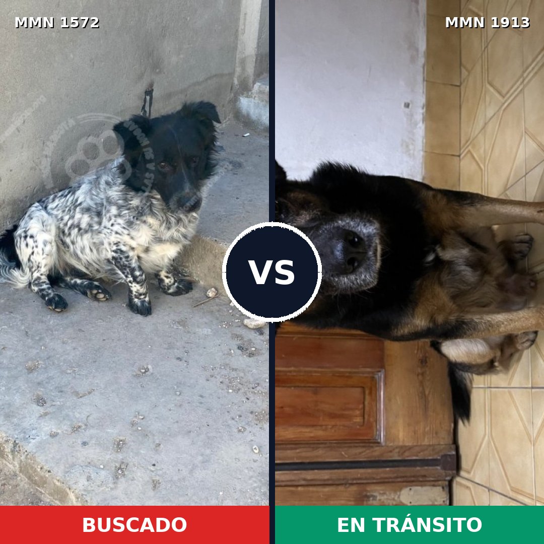 Comparativa MMS 41216: mascota perdida y mascota encontrada, 83% de similitud