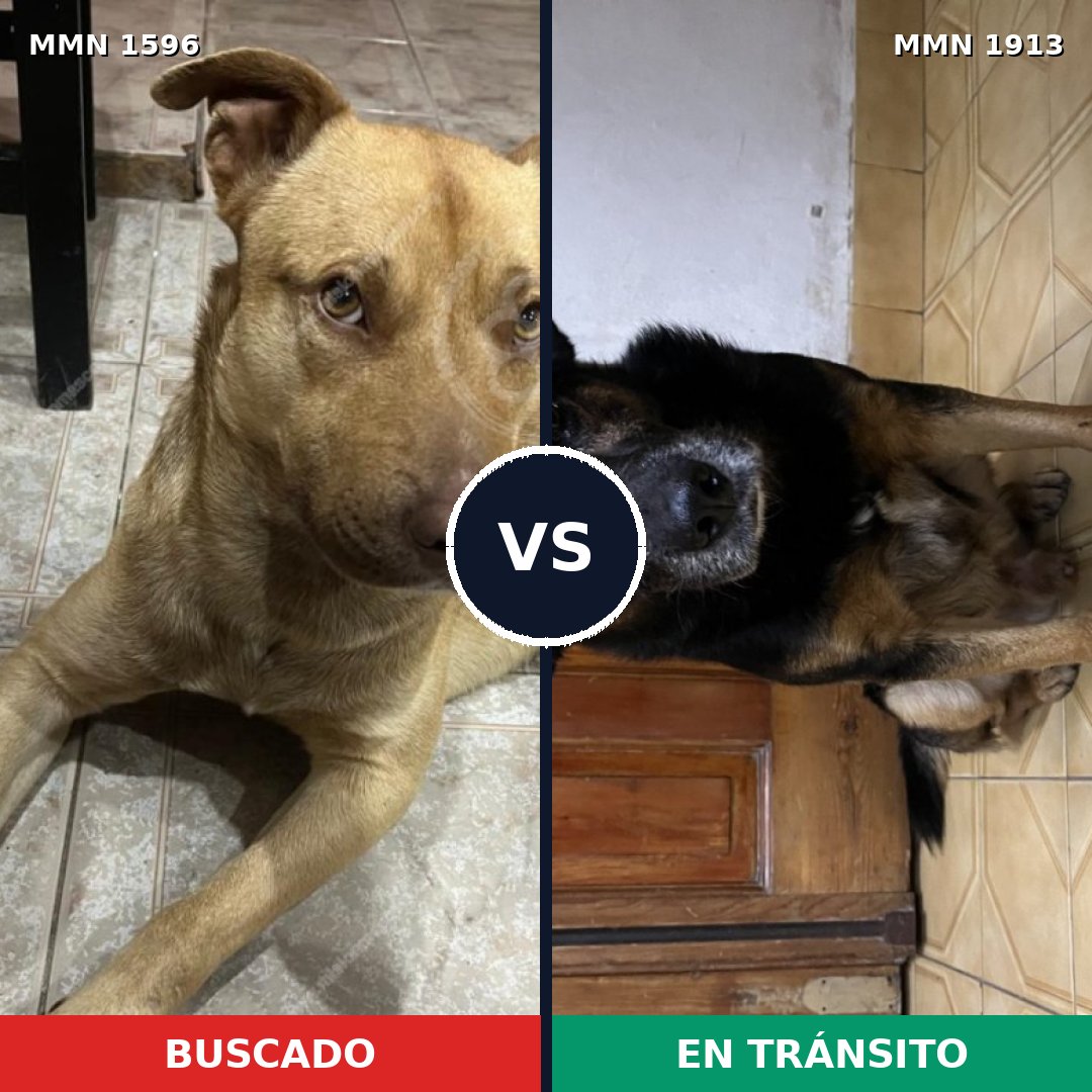 Comparativa MMS 41217: mascota perdida y mascota encontrada, 73% de similitud