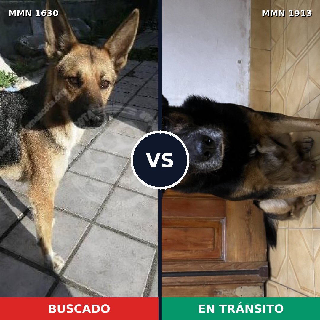Comparativa MMS 41219: mascota perdida y mascota encontrada, 79% de similitud