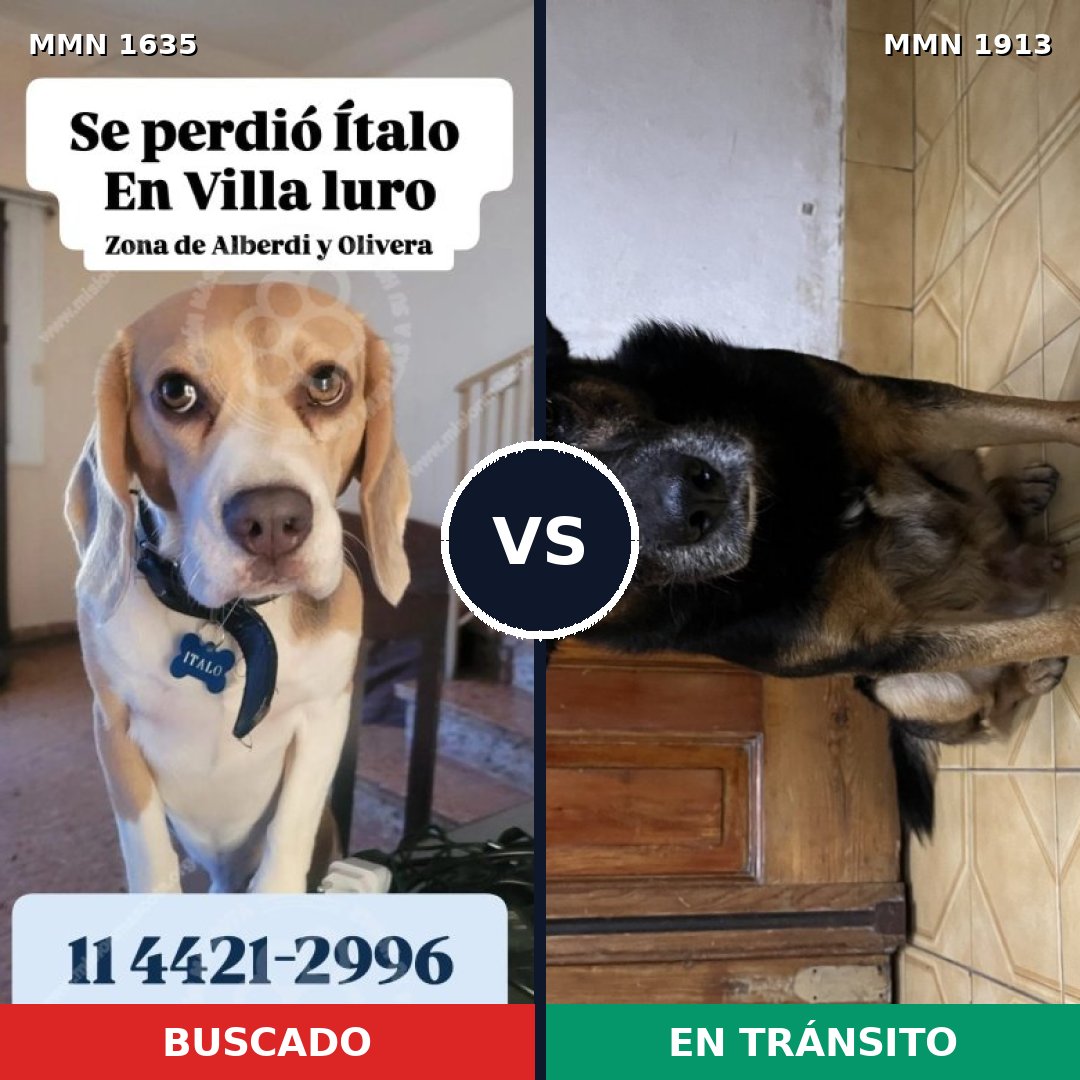 Comparativa MMS 41220: mascota perdida y mascota encontrada, 31% de similitud