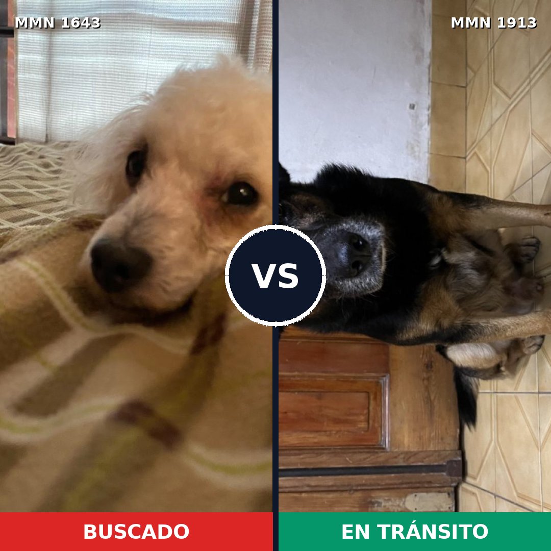 Comparativa MMS 41221: mascota perdida y mascota encontrada, 45% de similitud