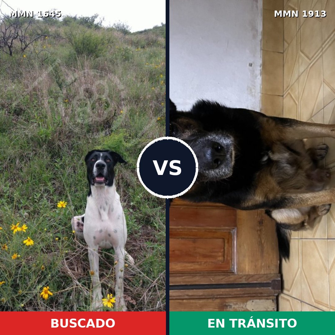 Comparativa MMS 41222: mascota perdida y mascota encontrada, 45% de similitud