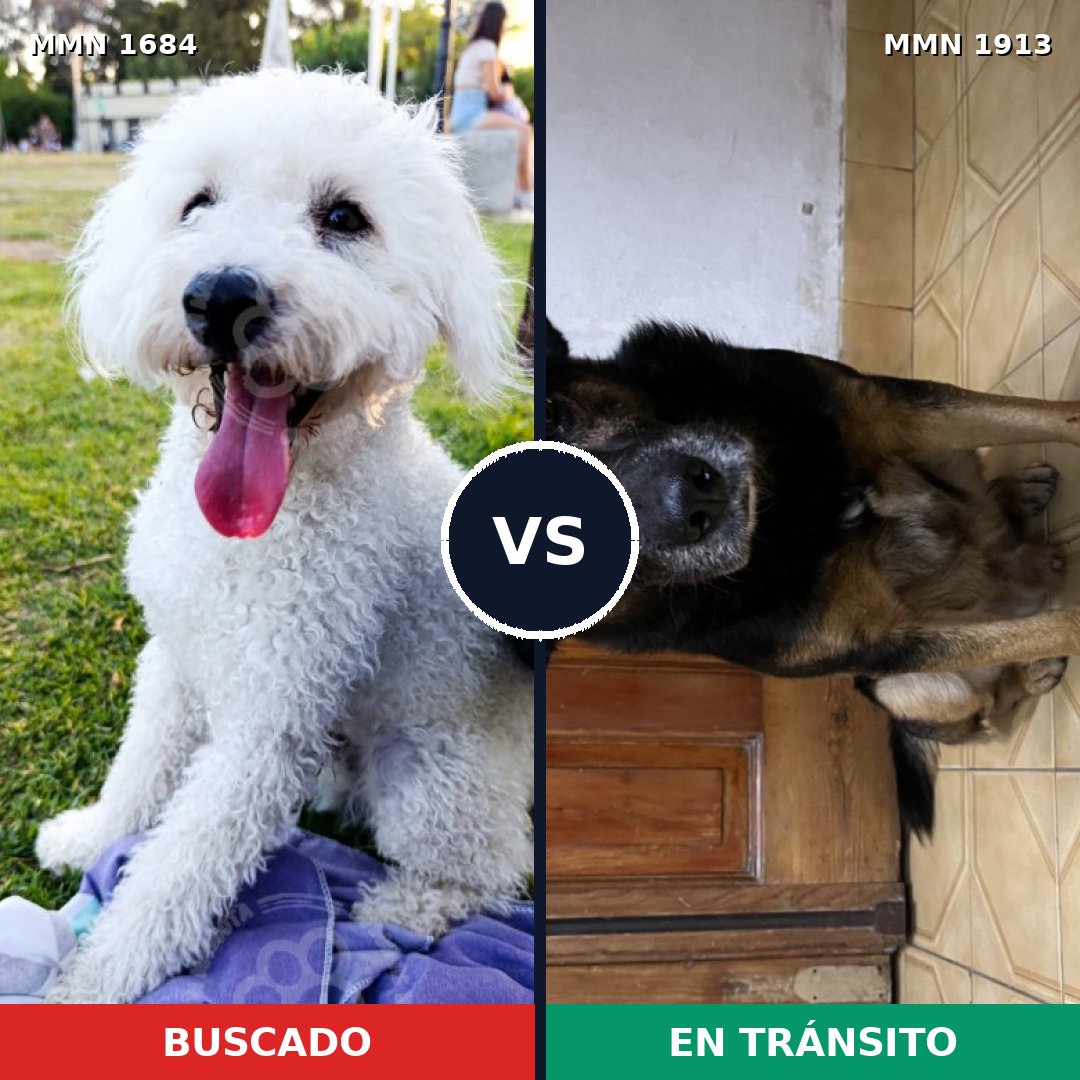 Comparativa MMS 41223: mascota perdida y mascota encontrada, 48% de similitud