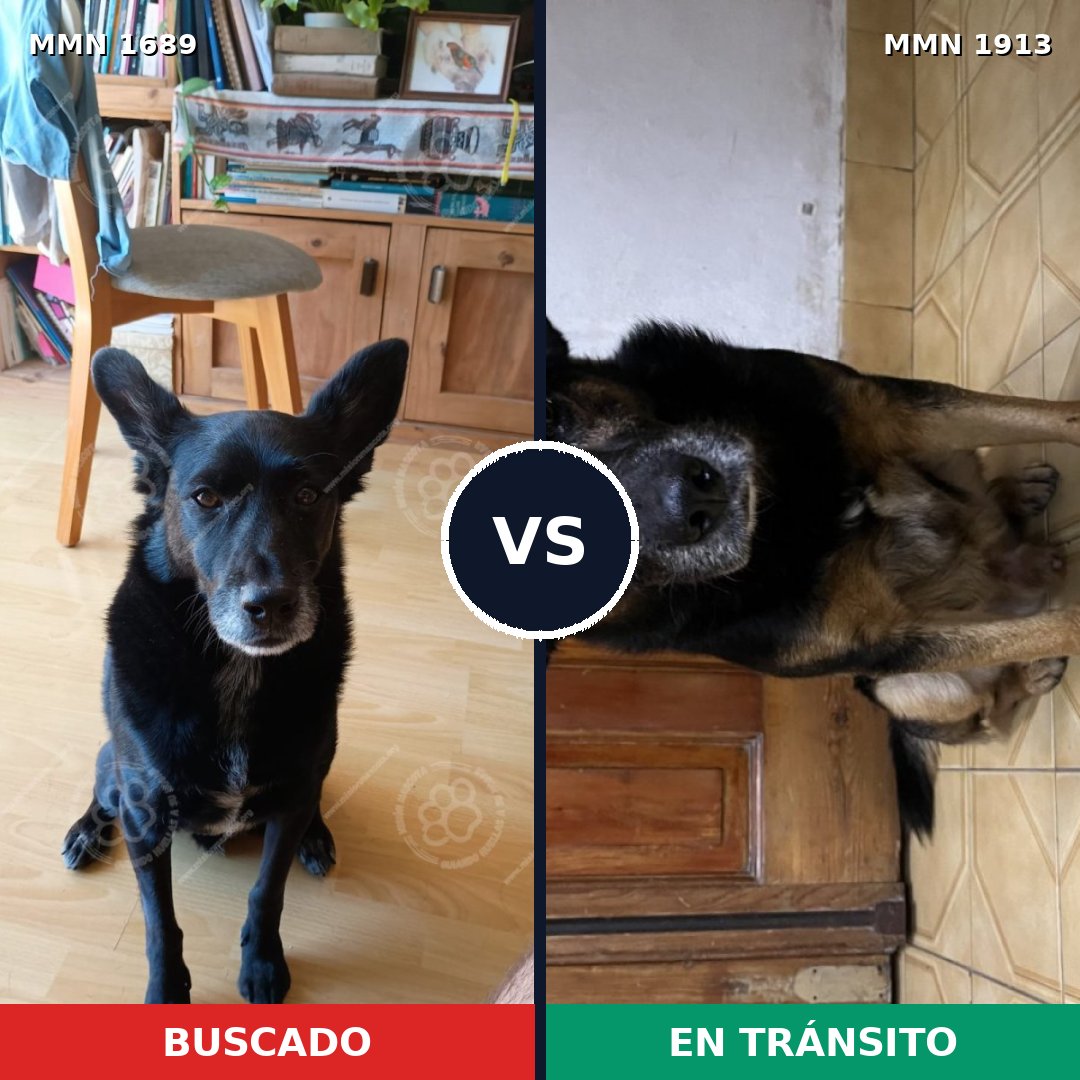 Comparativa MMS 41224: mascota perdida y mascota encontrada, 77% de similitud