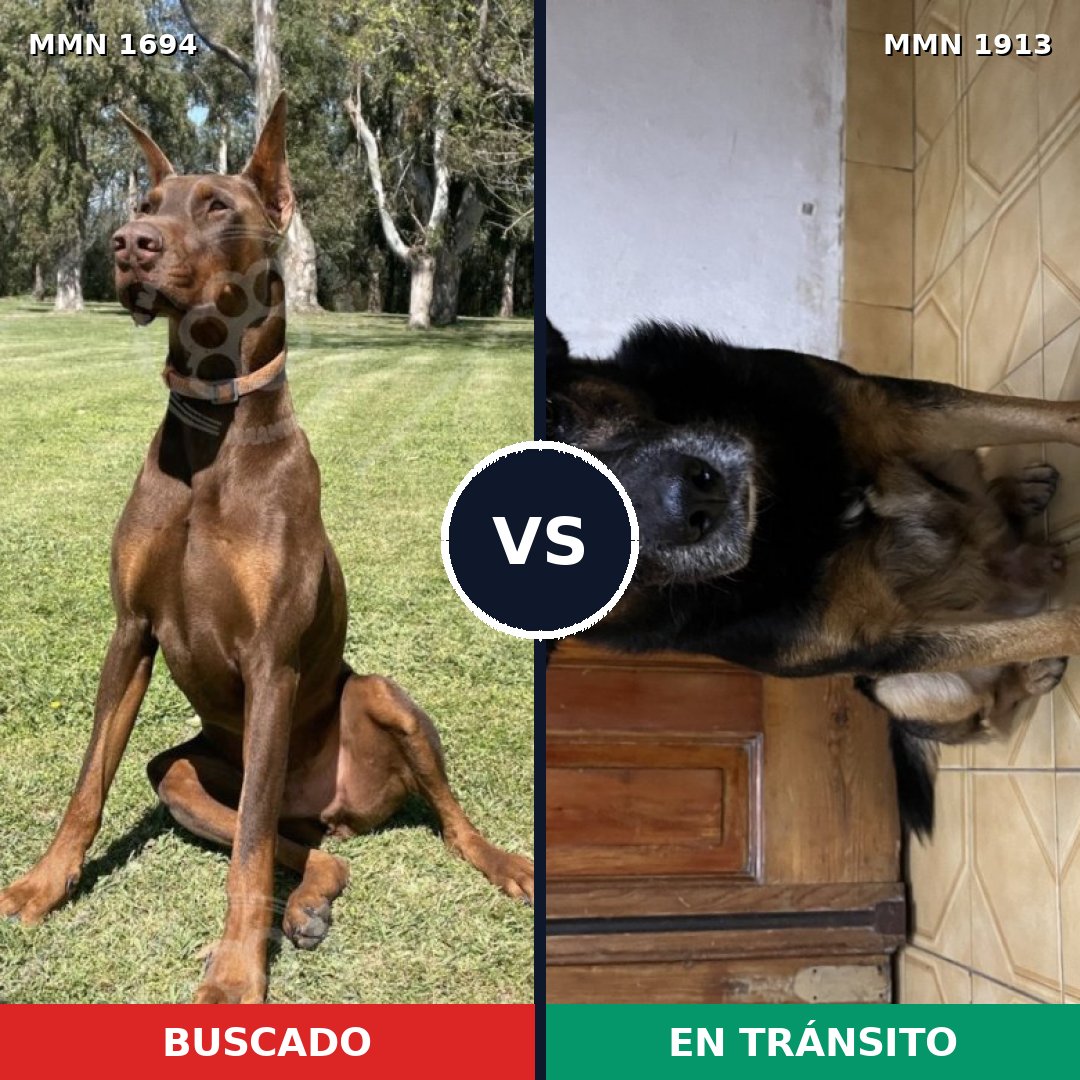 Comparativa MMS 41225: mascota perdida y mascota encontrada, 48% de similitud
