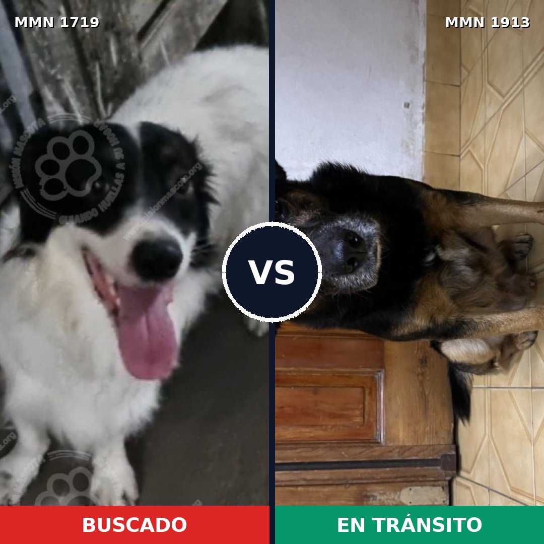 Comparativa MMS 41227: mascota perdida y mascota encontrada, 82% de similitud