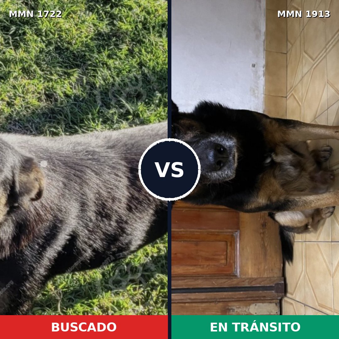 Comparativa MMS 41228: mascota perdida y mascota encontrada, 91% de similitud