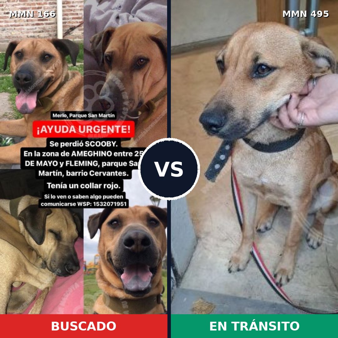 Comparativa MMS 4123: mascota perdida y mascota encontrada, 10% de similitud
