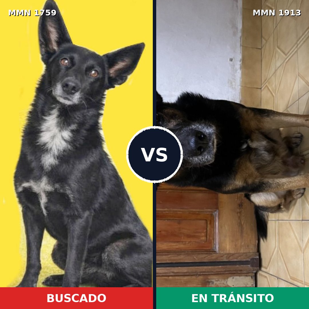 Comparativa MMS 41230: mascota perdida y mascota encontrada, 87% de similitud