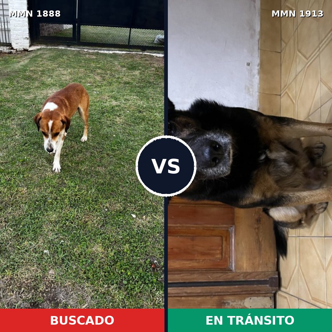 Comparativa MMS 41235: mascota perdida y mascota encontrada, 85% de similitud