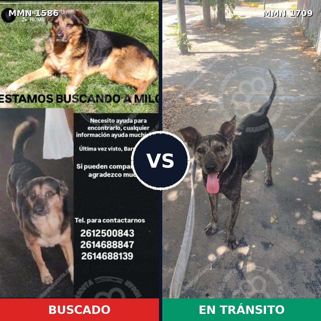 Comparativa MMS 41239: mascota perdida y mascota encontrada, 73% de similitud