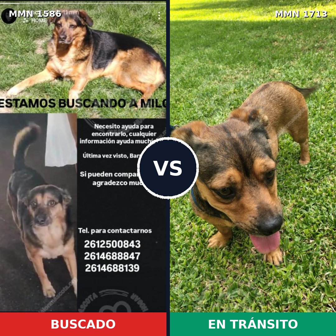 Comparativa MMS 41240: mascota perdida y mascota encontrada, 59% de similitud