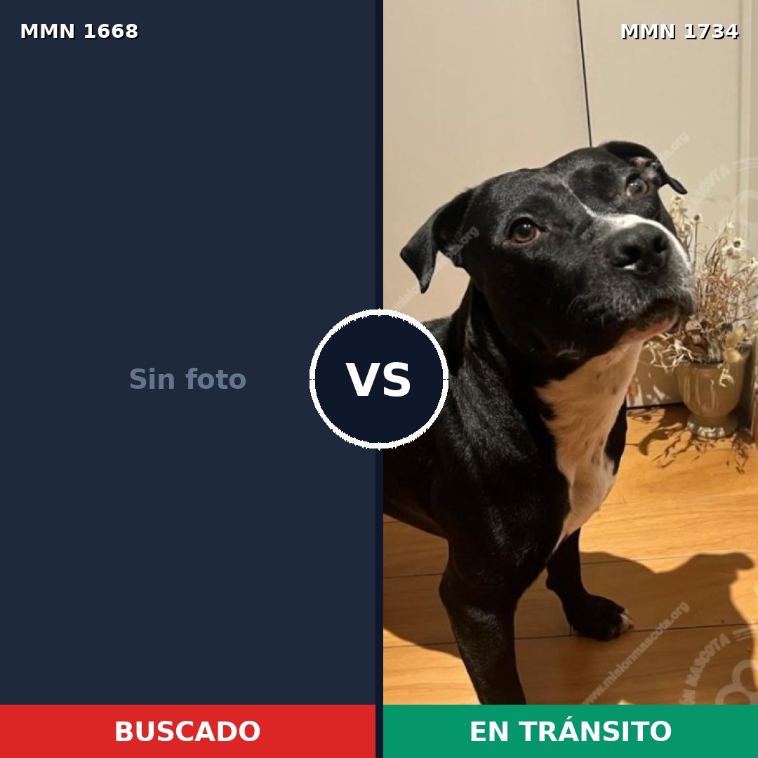 Comparativa MMS 41245: mascota perdida y mascota encontrada, 43% de similitud