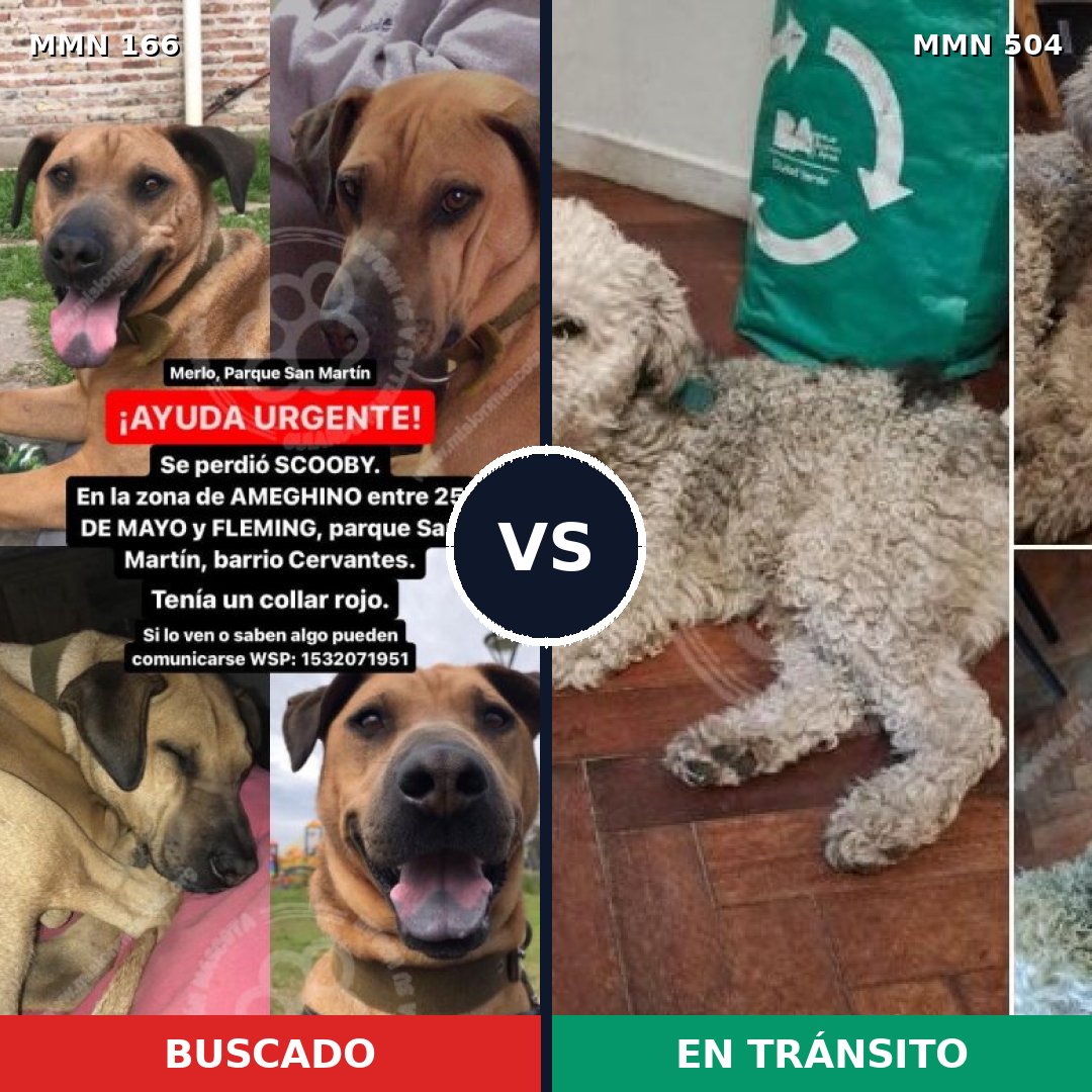 Comparativa MMS 4125: mascota perdida y mascota encontrada, 8% de similitud