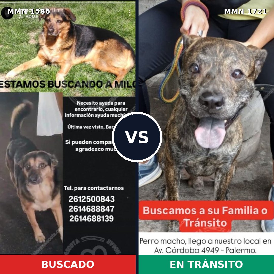 Comparativa MMS 41251: mascota perdida y mascota encontrada, 67% de similitud