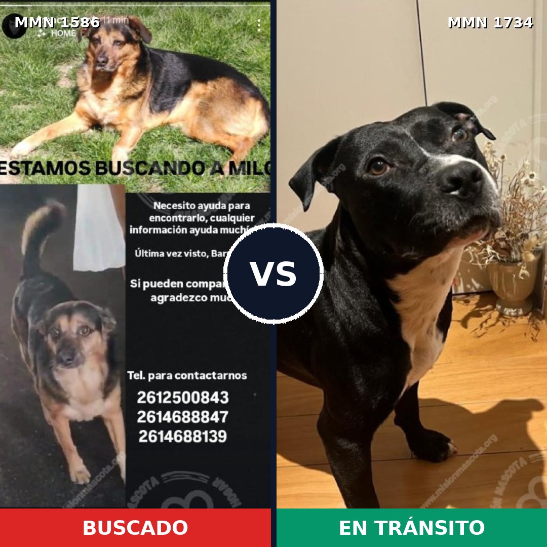 Comparativa MMS 41252: mascota perdida y mascota encontrada, 54% de similitud